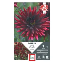 Dahlia cactus Chat noir rouge foncé Ernest Turc - 1 bulbe