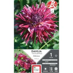 Dahlia cactus dentelle Colorama violine blanc Ernest Turc - 1 bulbe