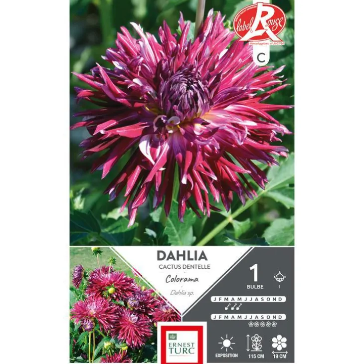 Dahlia cactus dentelle Colorama violine blanc Ernest Turc - 1 bulbe