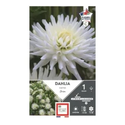 Dahlia cactus Orion blanc pur Ernest Turc - 1 bulbe