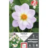 Dahlia collerette haut Teesbrooke Audrey parme / blanc Ernest Turc - 1 bulbe