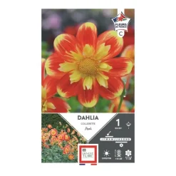 Dahlia collerette Pooh rouge/jaune Ernest Turc - 1 bulbe