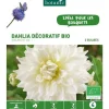 Dahlia décoratif Avalanche bio blanc botanic® - 2 bulbes