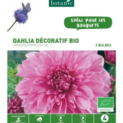 Dahlia décoratif Lavender Perfection bio rose jaune botanic® - 2 bulbes