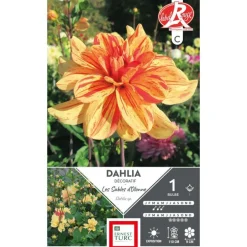 Dahlia décoratif Les sables d'Olonne orange strié rouge Ernest Turc - 1 bulbe