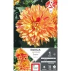 Dahlia décoratif nain Janeiro jaune strié rouge Ernest Turc - 1 bulbe