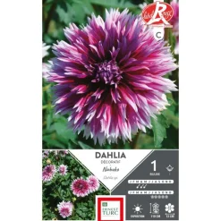 Dahlia dentelle Nabuko violet pointe blanc Ernest Turc - 1 bulbe