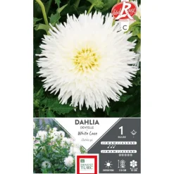 Dahlia dentelle White Lace blanc Ernest Turc - 1 bulbe