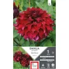 Dahlia fleurs géantes Spartacus rouge profond Ernest Turc - 1 bulbe