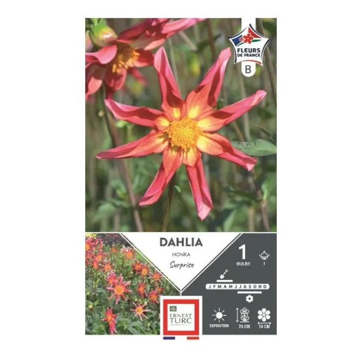 Dahlia Honka Surprise magenta cœur or Ernest Turc - 1 bulbe
