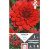 Dahlia nain double Brasilia rouge vif Ernest Turc - 1 bulbe