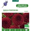 Dahlia pompon Rocco bio violet botanic® - 2 bulbes