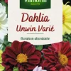 Dahlia Unwin Varié Vilmorin - graines à semer