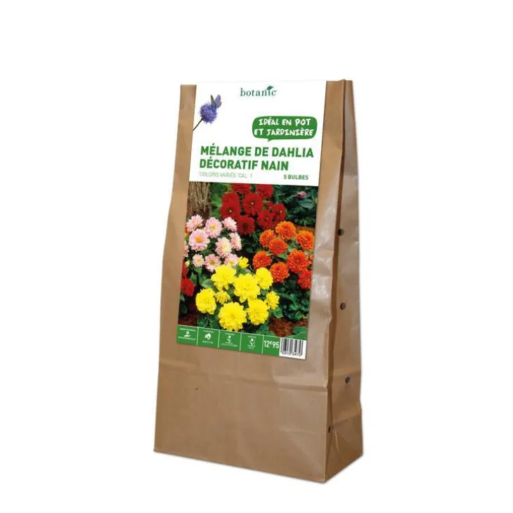 Dahlias nains multicolores en mélange botanic® - 5 tubercules