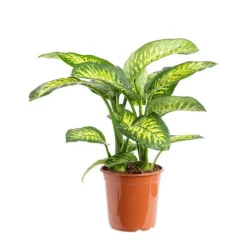 Dieffenbachia Tropic Snow pot Ø24xH100 cm