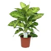 Dieffenbachia varié H 90 cm. Le pot de Ø 24 cm