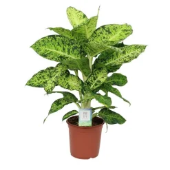 Dieffenbachia varié H 90 cm. Le pot de Ø 24 cm