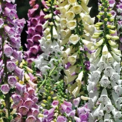 Digitale - Le pot de 9 x 9 cm