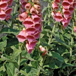 Digitalis Mertonensis - Le pot de 9 x 9 cm