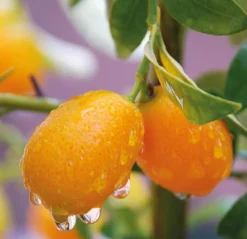 Démaquillant biphasé waterproof bio Eau Thermale Jonzac – 150 ml