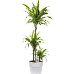 Dracaean lemon lime. Le pot de 26 cm
