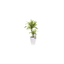 Dracaean lemon lime. Le pot de 21 cm