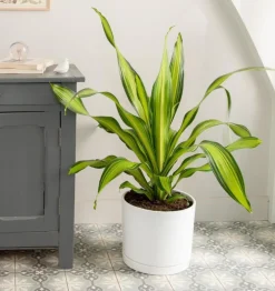 Dracaena Charley jaune en pot blanc émaillé botanic®. Le pot Ø 30 cm