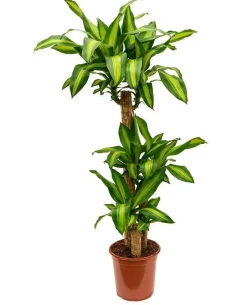 Dracaena Fragrans Massangeana 3 PP pot Ø24xH135 cm
