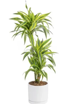 Dracaena Lemon lime 3 pieds vert en pot blanc émaillé botanic®. Le pot Ø 24 cm