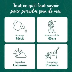 Dracaena Lemon lime 3 pieds vert en pot blanc émaillé botanic®. Le pot Ø 24 cm