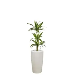 Dracaena lemon lime 3 tiges et son pot Rondo premium Ø 32 blanc