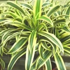 Dracaena Lemon Lime en pot H 110 x Ø 20 cm
