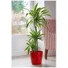 Dracaena Lemon Line 3P