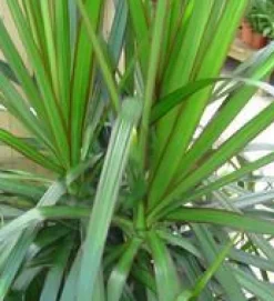 Dracaena Marginata