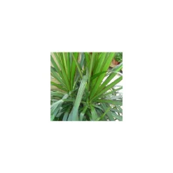 Dracaena Marginata 115 cm. Le pot de 21 cm