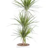 Dracaena marginata 3 pieds vert en pot blanc émaillé botanic®. Le pot Ø 24 cm
