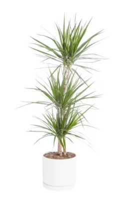 Dracaena marginata 3 pieds vert en pot blanc émaillé botanic®. Le pot Ø 24 cm
