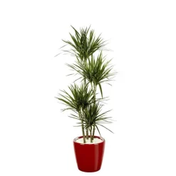 Dracaena marginata 4 tiges et son pot Classico premium Ø 35 rouge