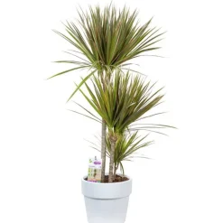 Dracaena marginata bicolor. Le pot de 26 cm