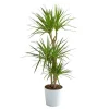 Dracaena marginata bicolore H 100 cm. Le pot de Ø 21 cm