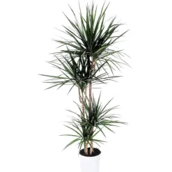 Dracaena Marginata H 140 cm en pot de 24 cm