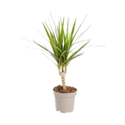 Dracaena Marginata pot Ø11xH40 cm