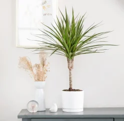Dracaena marginata vert en pot blanc émaillé botanic®. Le pot Ø 15 cm