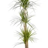 Dracaena marginata vert en pot blanc émaillé botanic®. Le pot Ø 30 cm