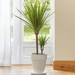 Dracaena marginata vert. Le pot de 21 cm