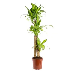 Dracaena Massangeana 3 PP pot Ø18/19xH130 cm