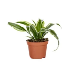 Dracaena Plante Baby en pot Ø 5/6 cm