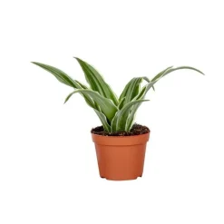 Dracaena Plante Baby en pot Ø 5/6 cm