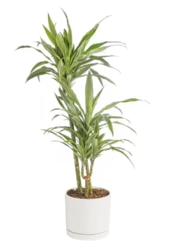 Dracaena Warneckei 3 pieds vert en pot blanc émaillé botanic®. Le pot Ø 24 cm