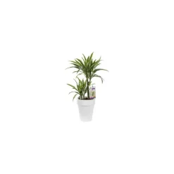 Dracaena warneckei. Le pot de 21 cm